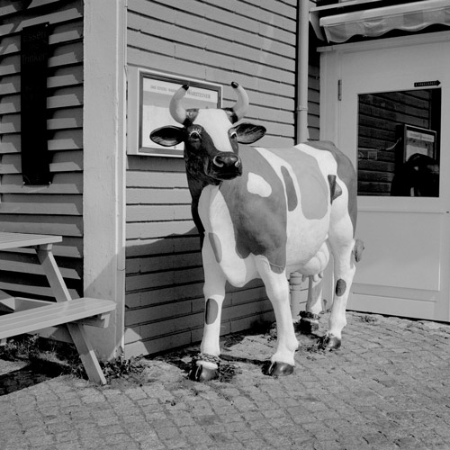 Statue of cow outside pub, Helgoland